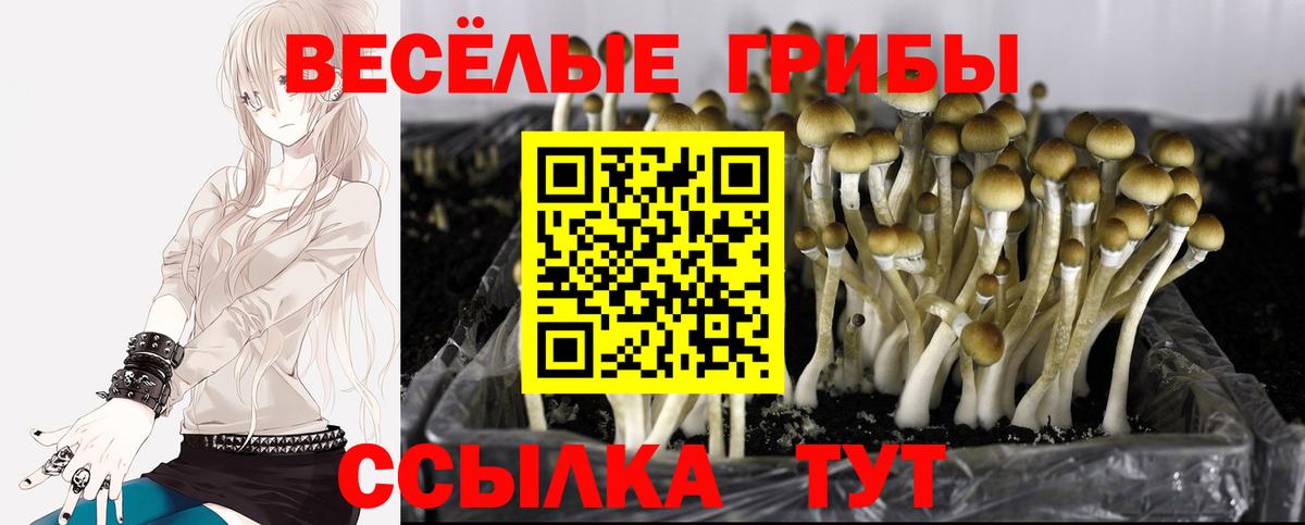 Галлюциногенные грибы Psilocybe  Галлюциногенные грибы GOLDEN TEACHER  Вход с VPN  купить закладку  Богданович 